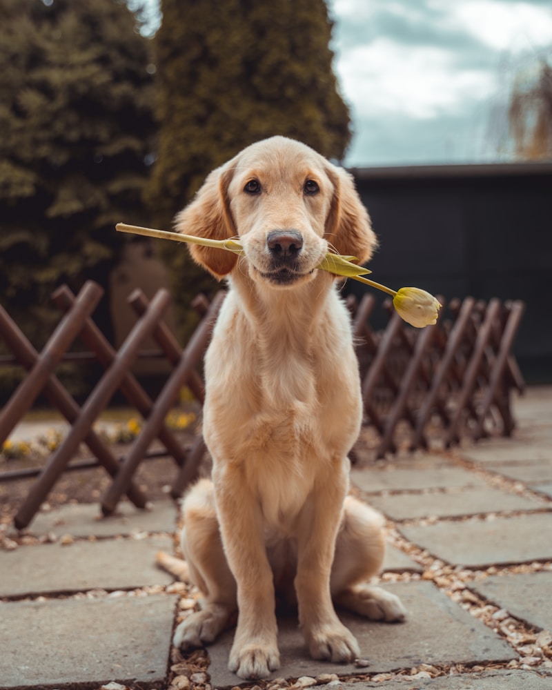 Milo, a golden retriever, looking at the camera